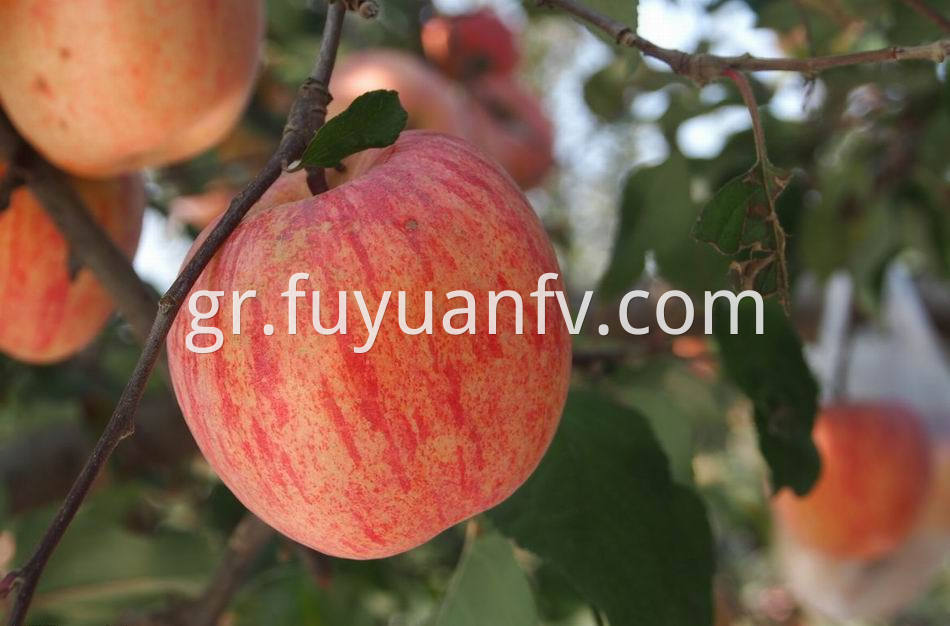 Fuji Apple 53